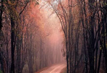 配资股票交易:配资股票门户网-11月11日龙虎榜复盘：“山东帮”7320.98万元净买入金安国纪